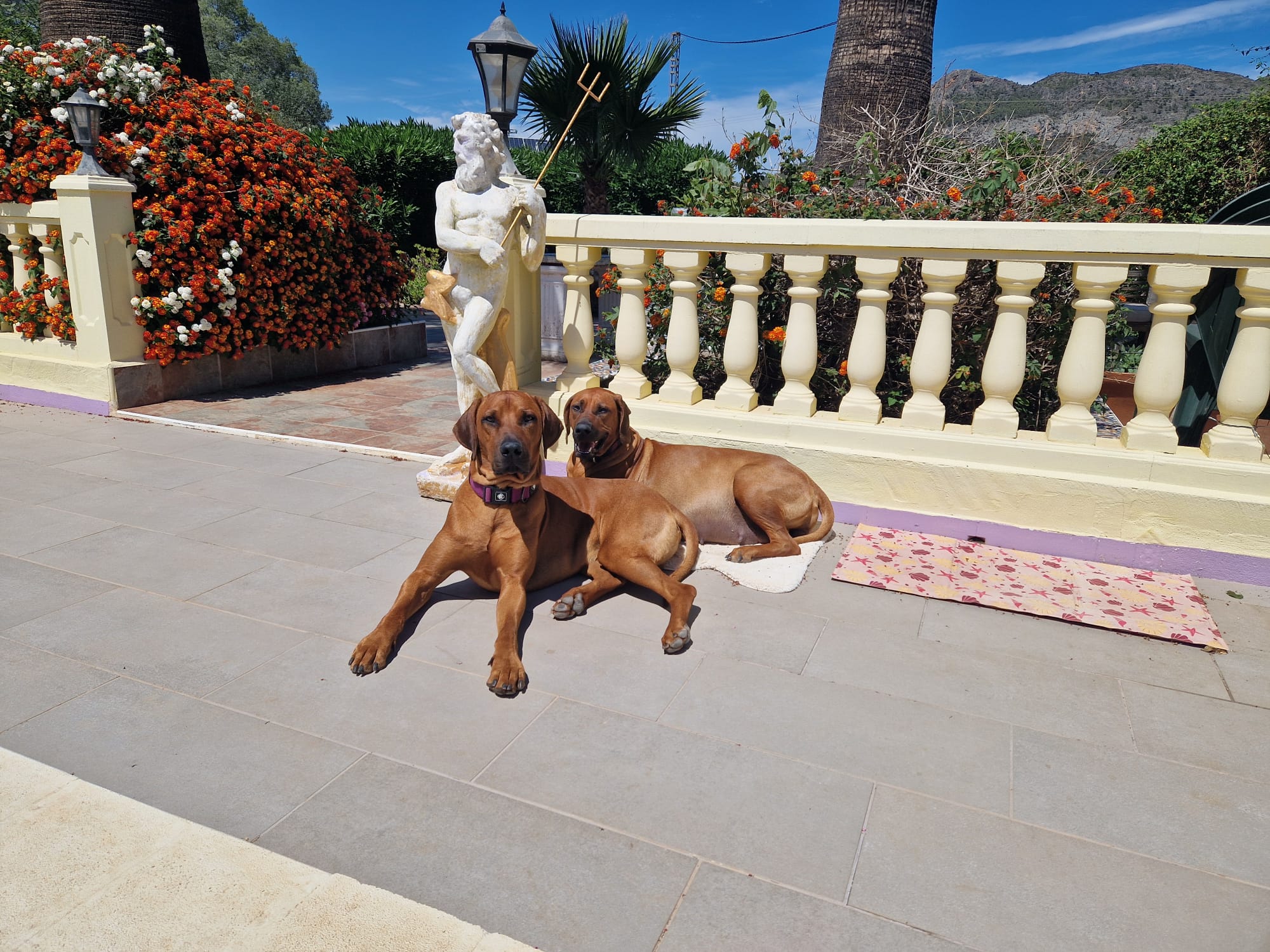Rhodesian Ridgeback Angus and Poppy pool