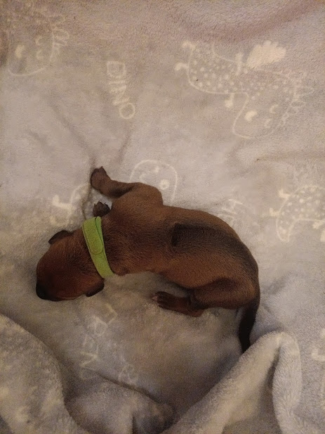 Read more about the article Puppies are now 5 days old and, thriving!