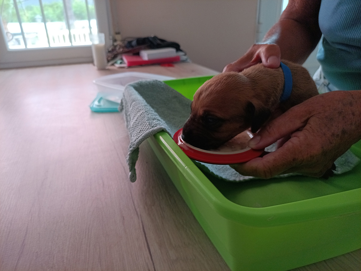 Read more about the article Rhodesian Ridgeback Puppies – 3 Week Development Stage