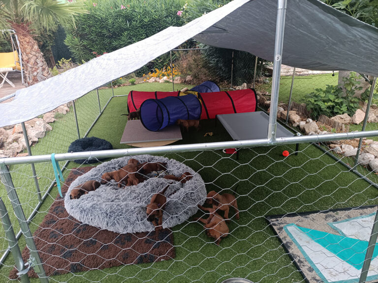 Read more about the article Rhodesian Ridgeback Puppies – 4 Week New Adventure