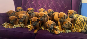Rhodesian Ridgeback puppies for sale