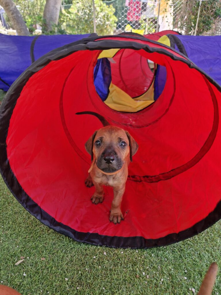 Read more about the article Rhodesian Ridgeback Puppies – 5 Week Milestone Update