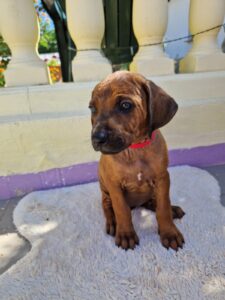 Rhodesian Ridgeback Health