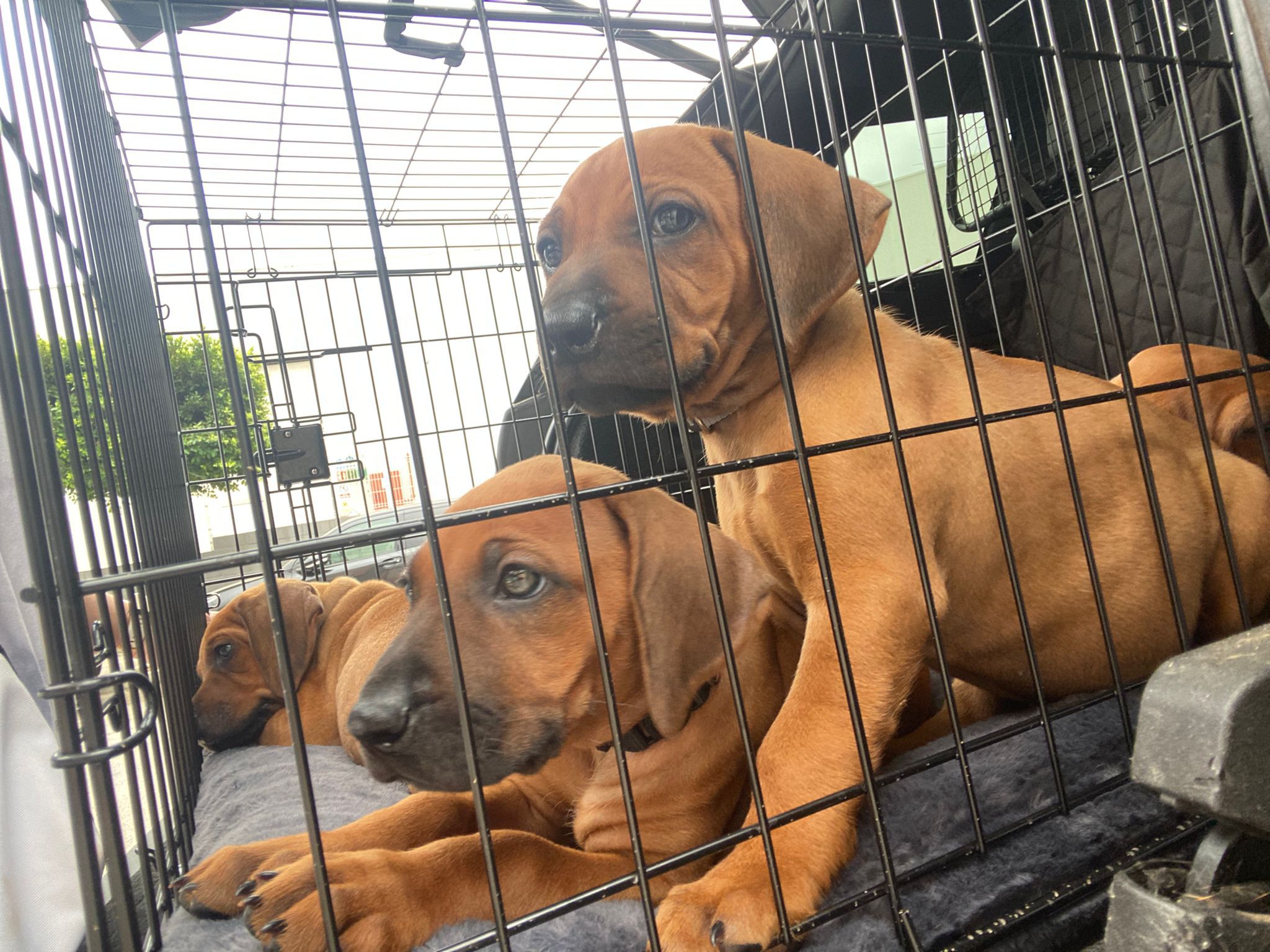 Read more about the article Rhodesian Ridgeback Puppies – 6 Week Milestone Update