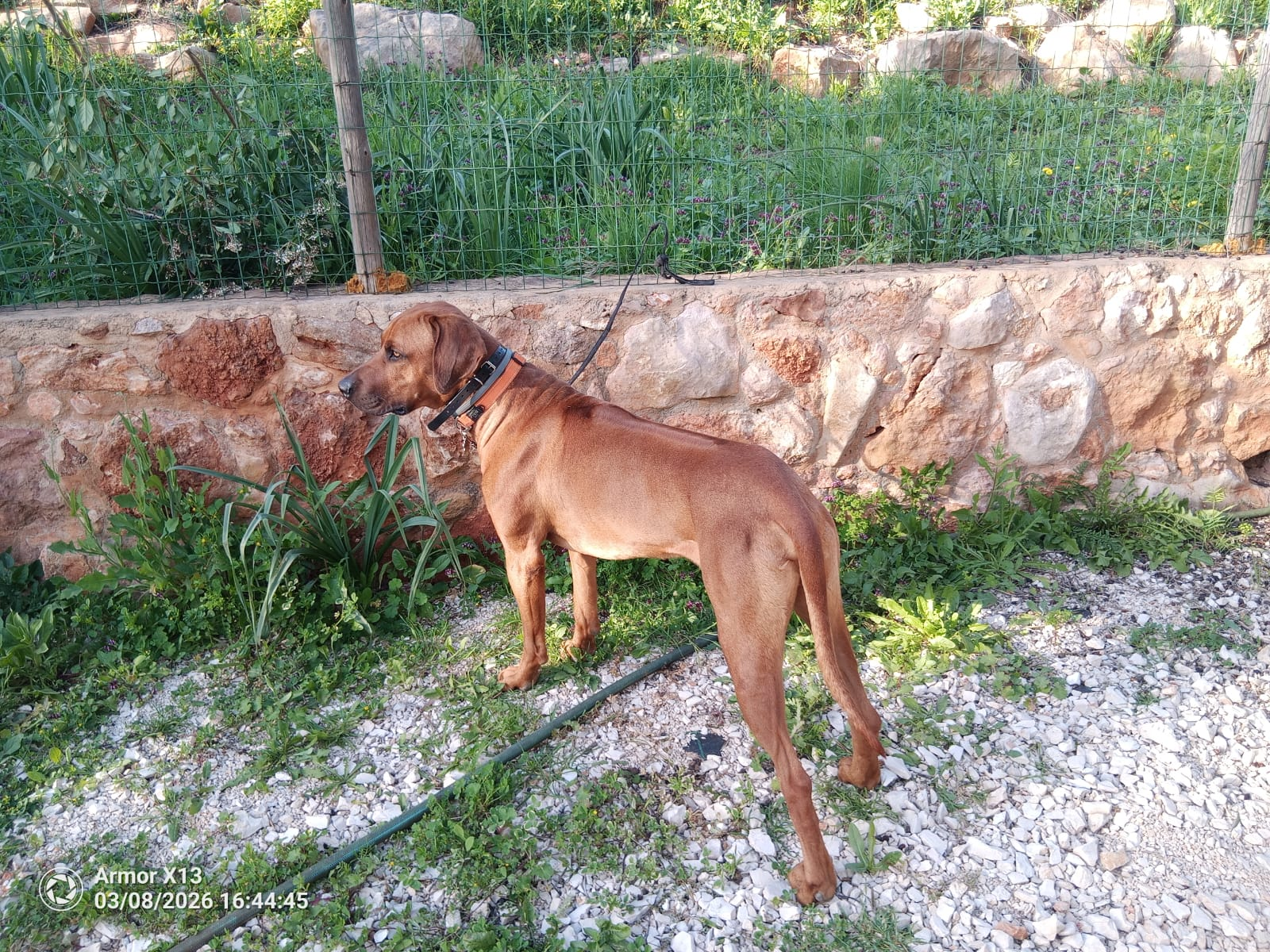 Rhodesian Ridgeback Stud Dog
